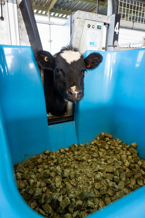 One of the heifers eating lucerne hay cubes.