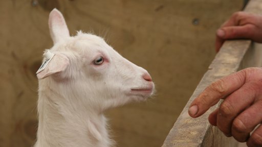 Little goat approaching fence
