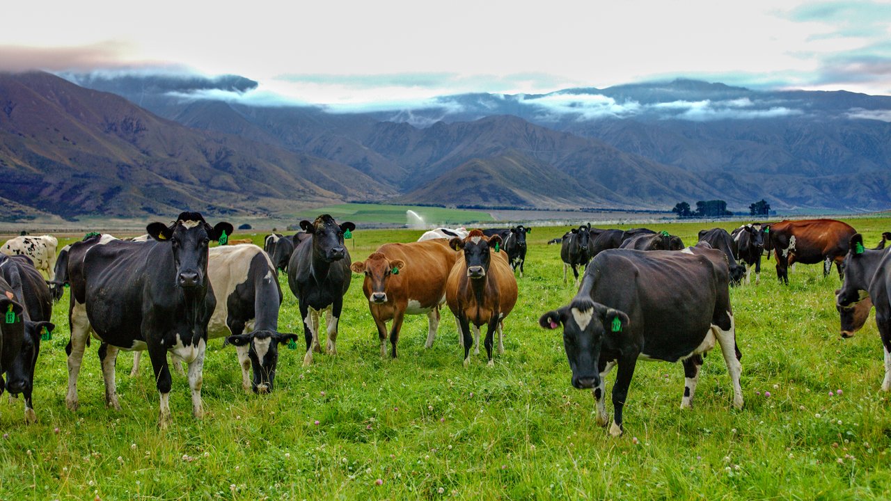 AB - Cross-breeding with KiwiCross