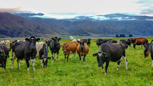 AB - Cross-breeding with KiwiCross