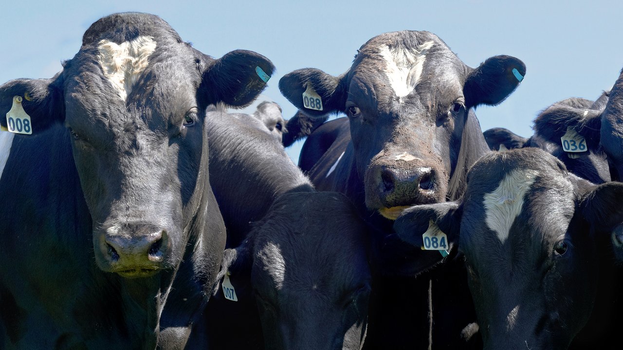AB - Premier Sires