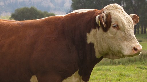 AB - Beef packs