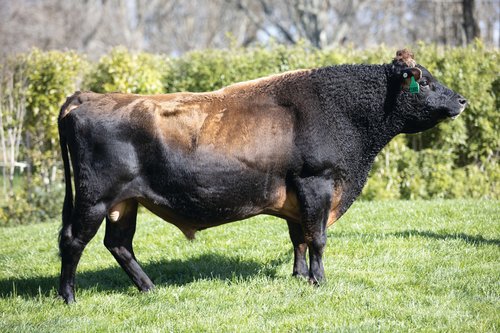318001 Okura Pepper Lucca