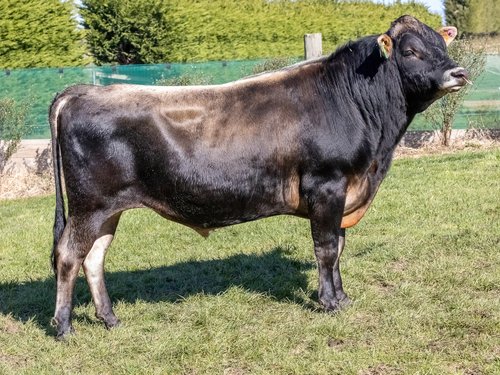 320036 Charteris Cojack Maka