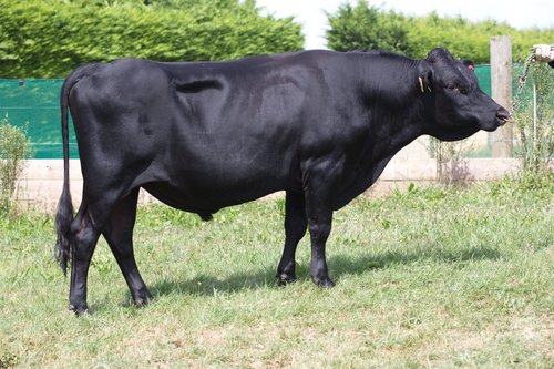 520091 Marshall Papamoa as a yearling