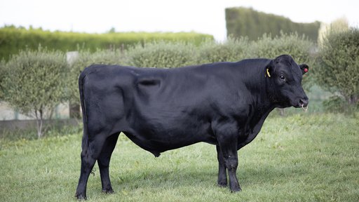 521035 Centurion 1