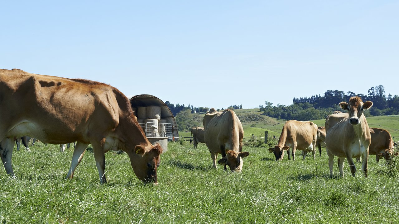 Jersey cows grazing