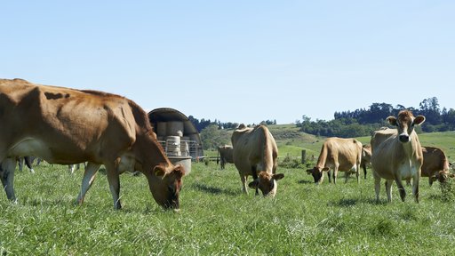 Jersey cows grazing