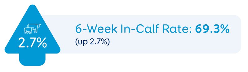 The percentage of cows in a herd that became pregnant in the first 6 weeks of the mating period.