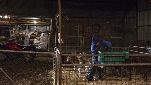 Calf shed