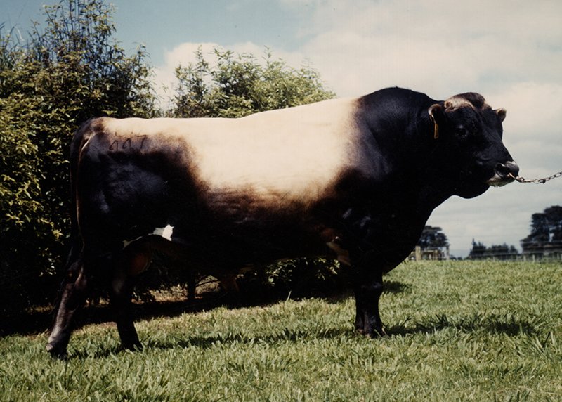 81447 Merivale Senator