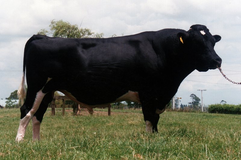 84264 Pajak Sheik Atlas
