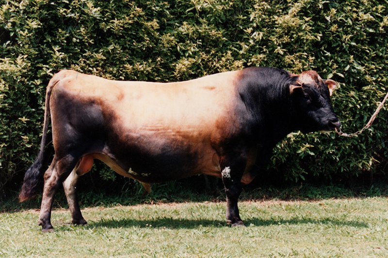 84401 Barthows Parsley