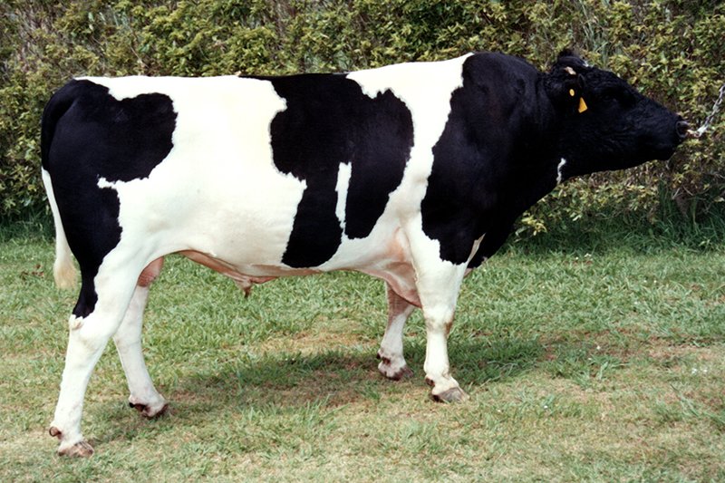 86279 SR Nicholass Storm