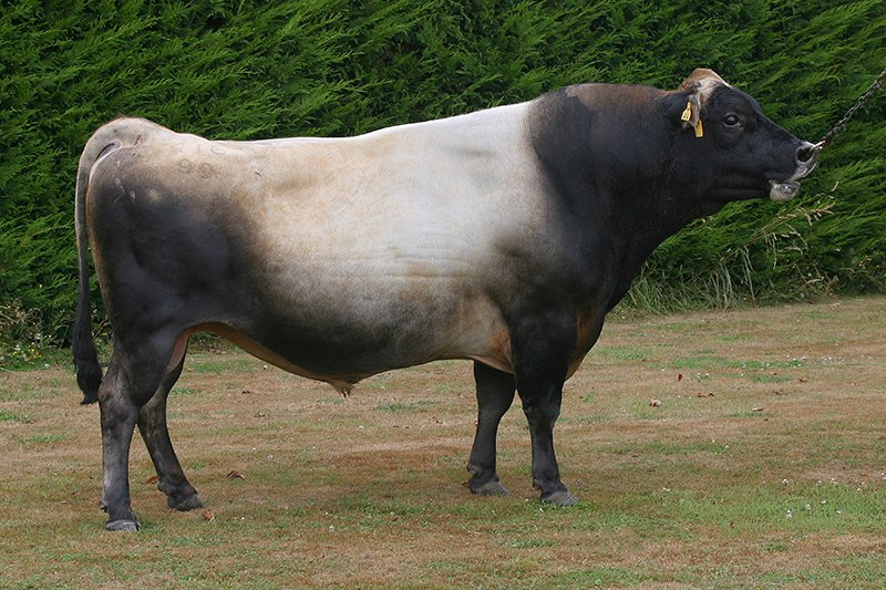 99416 Mitchells Likabull
