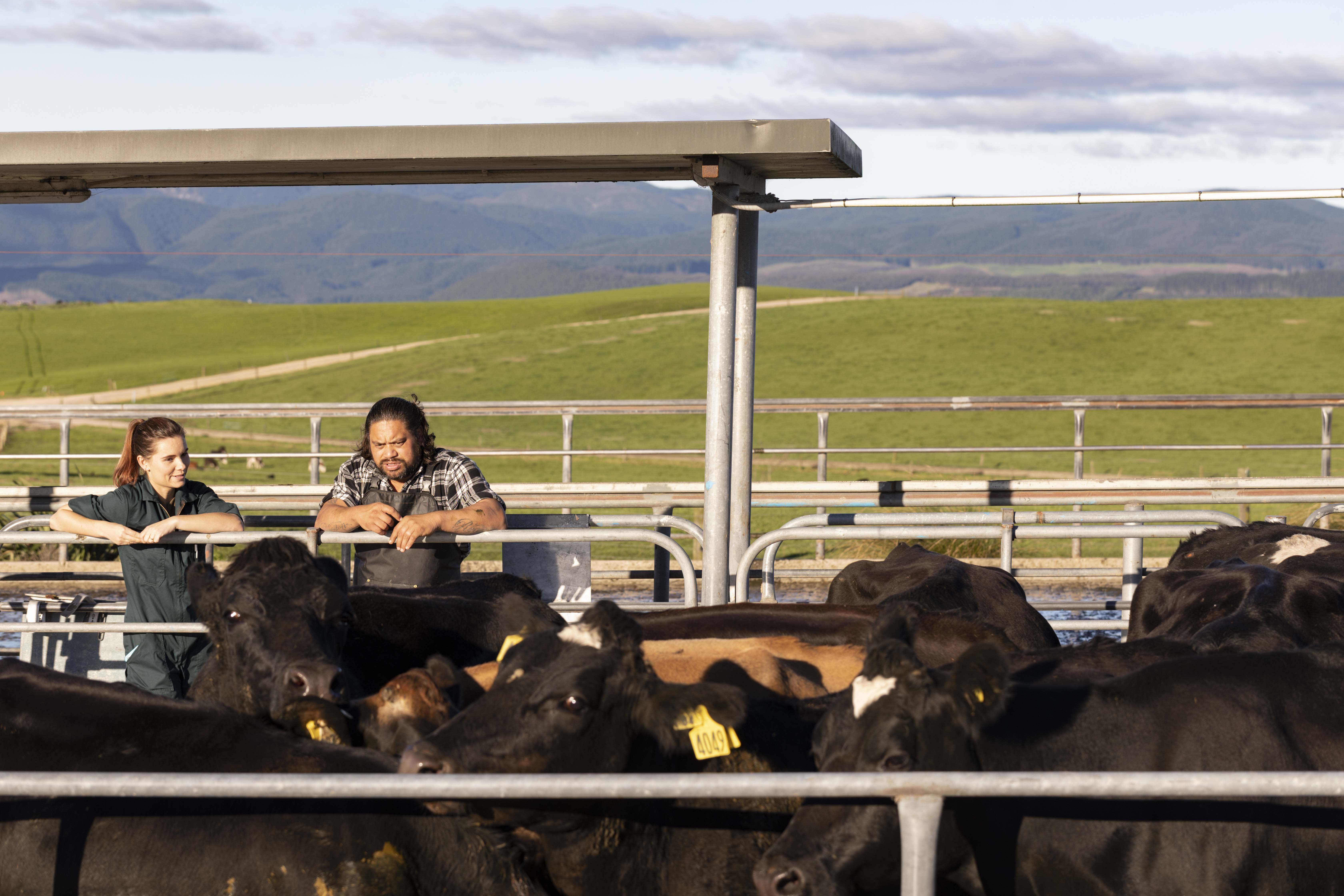 LIC on farm - Wairarapa Moana