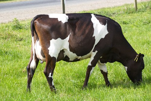 A half-sister of Tu-Mekes Dam