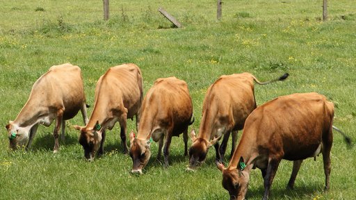 Jersey cows group 1
