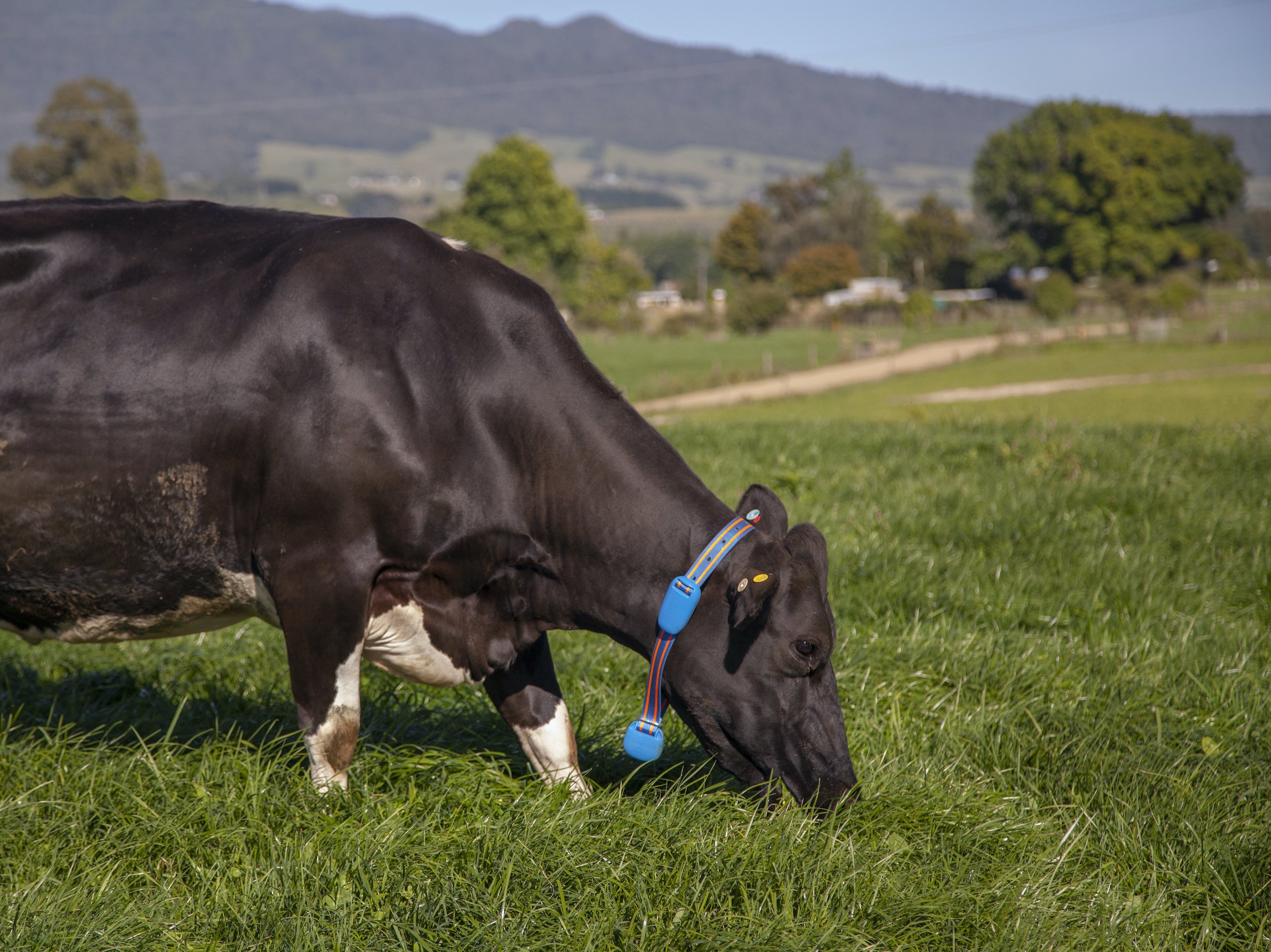 AfiCollar on a cow