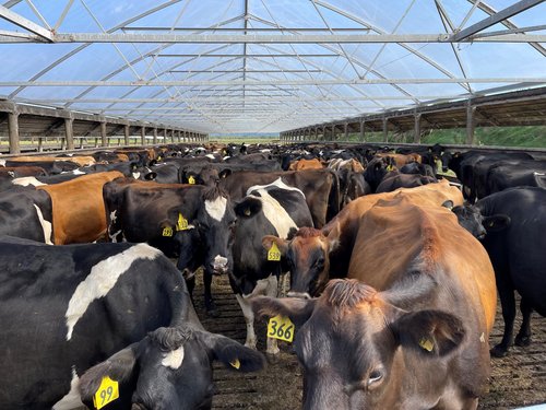 Andrew Robb says cow production efficiency is important to him: “I don’t need a beauty queen, but I do need a good, solid, body type that I know is going to handle calving and that has good feet and good udders…”