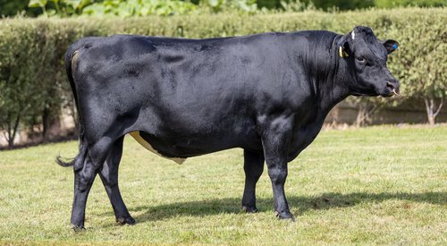 521072 Baldrick Spectacular