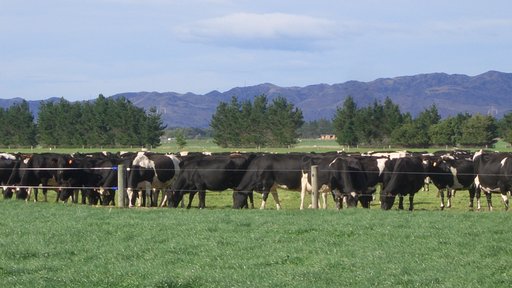 Herd scene 1