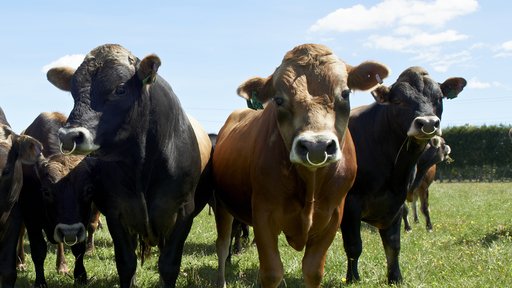LIC bulls