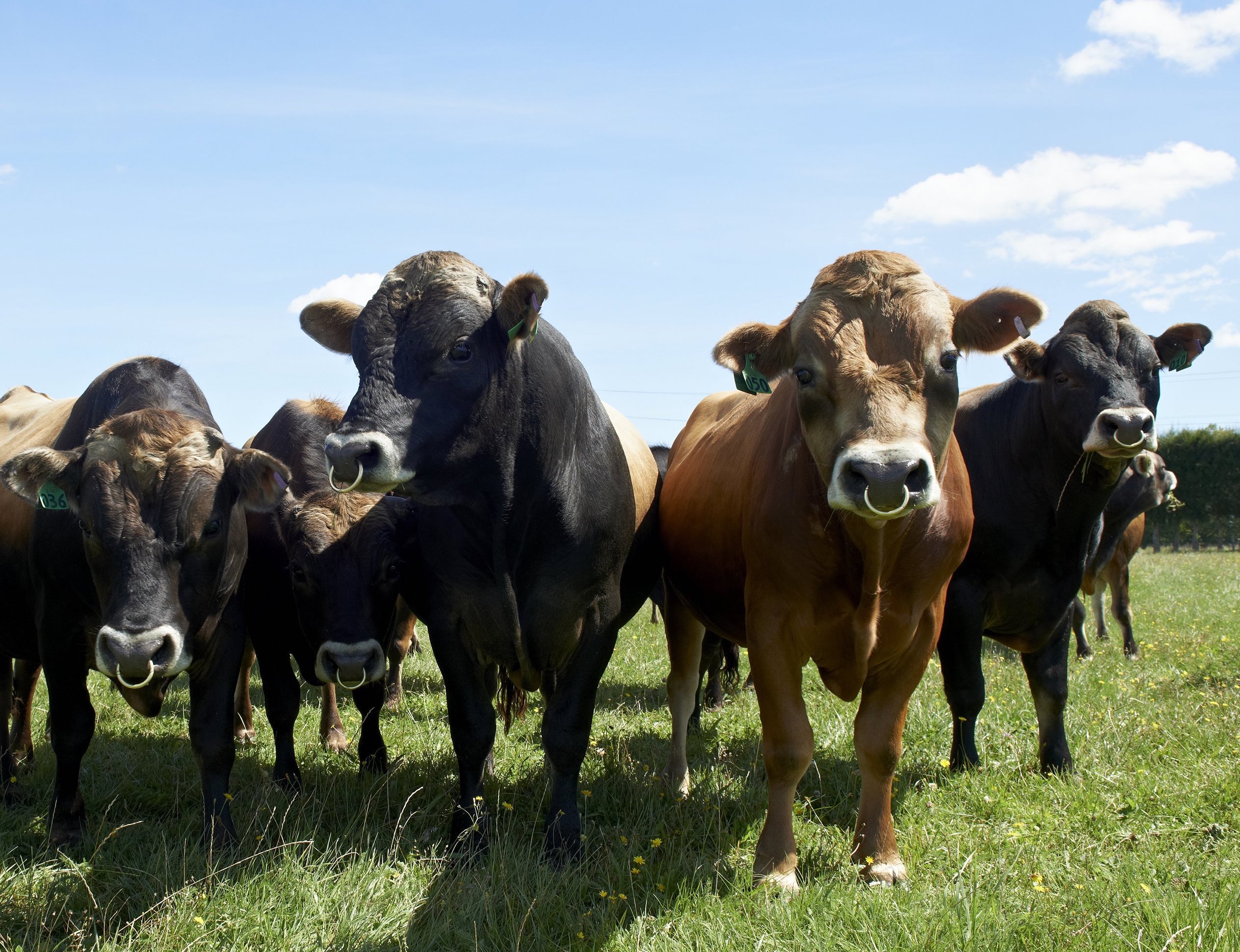 Bulls group