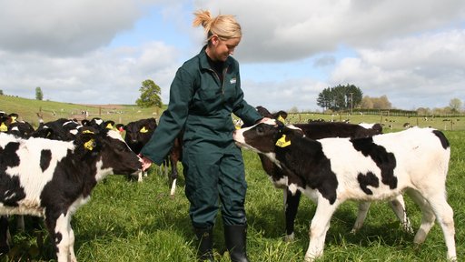 Calves on farm