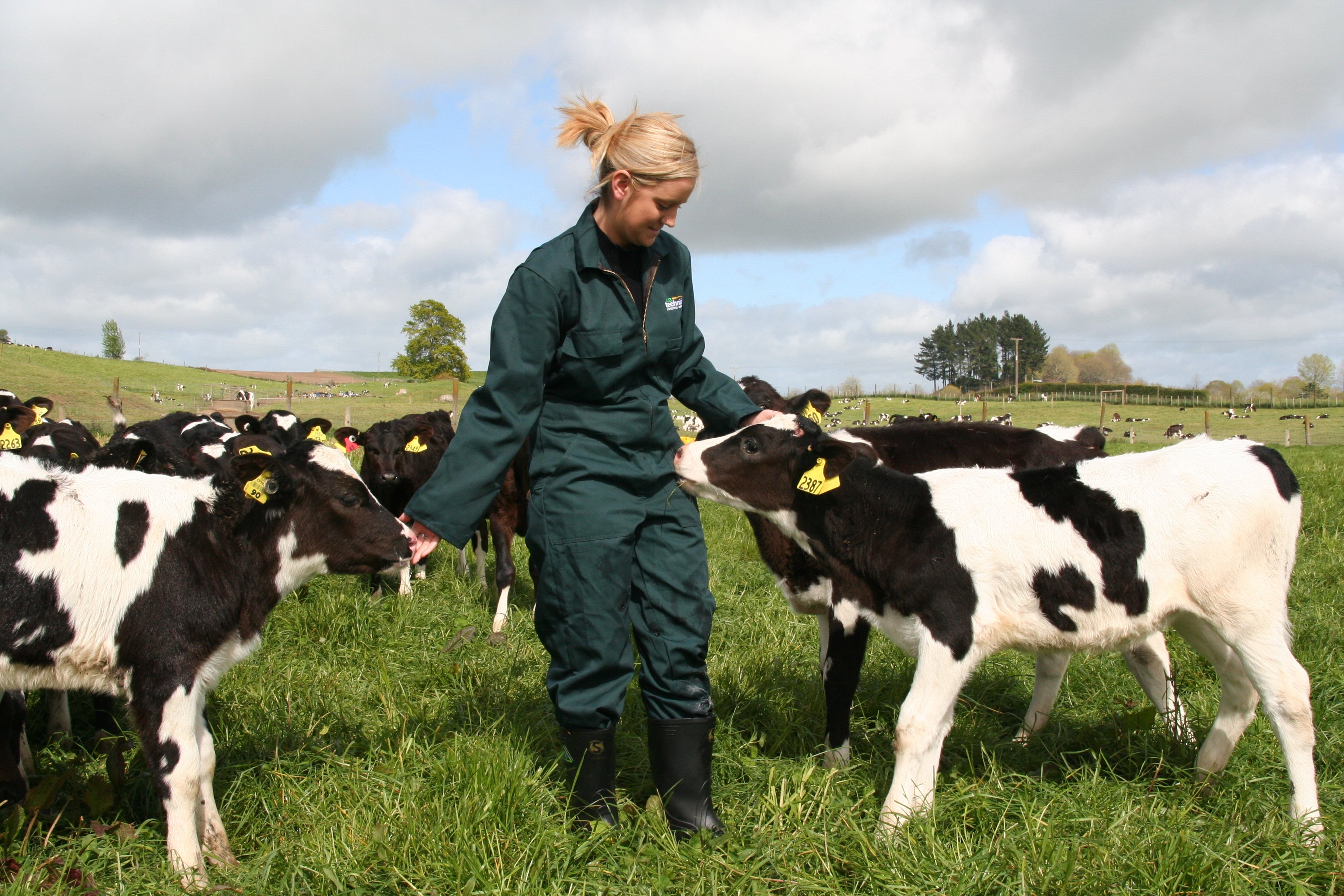 Calves on farm