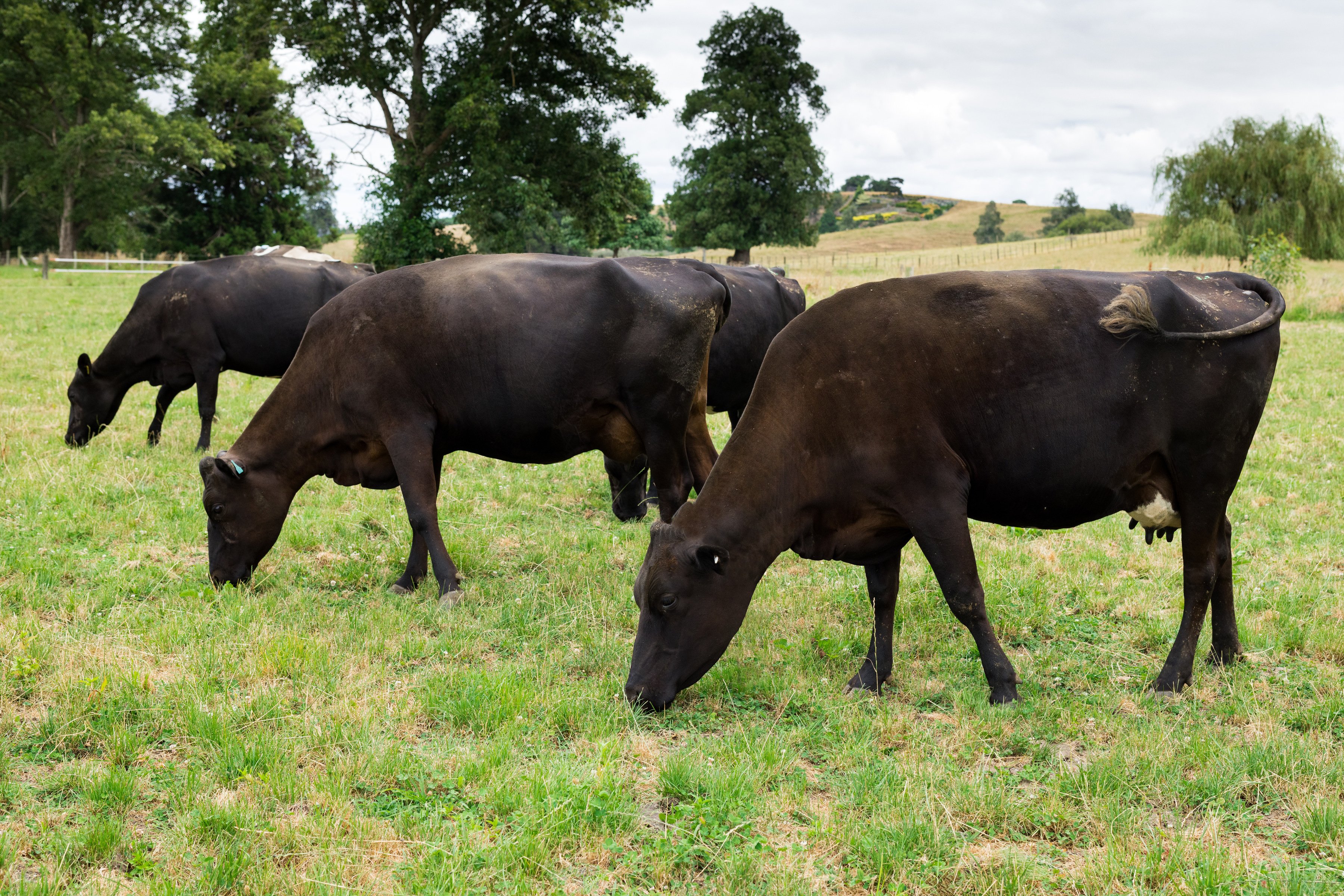 Slick cows