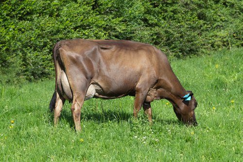 Dam of 520011 Auahi Bustle