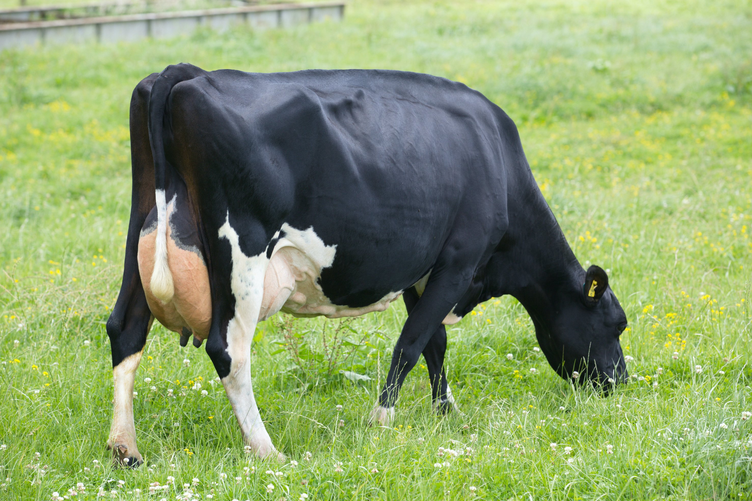Dam of Smiths Herald