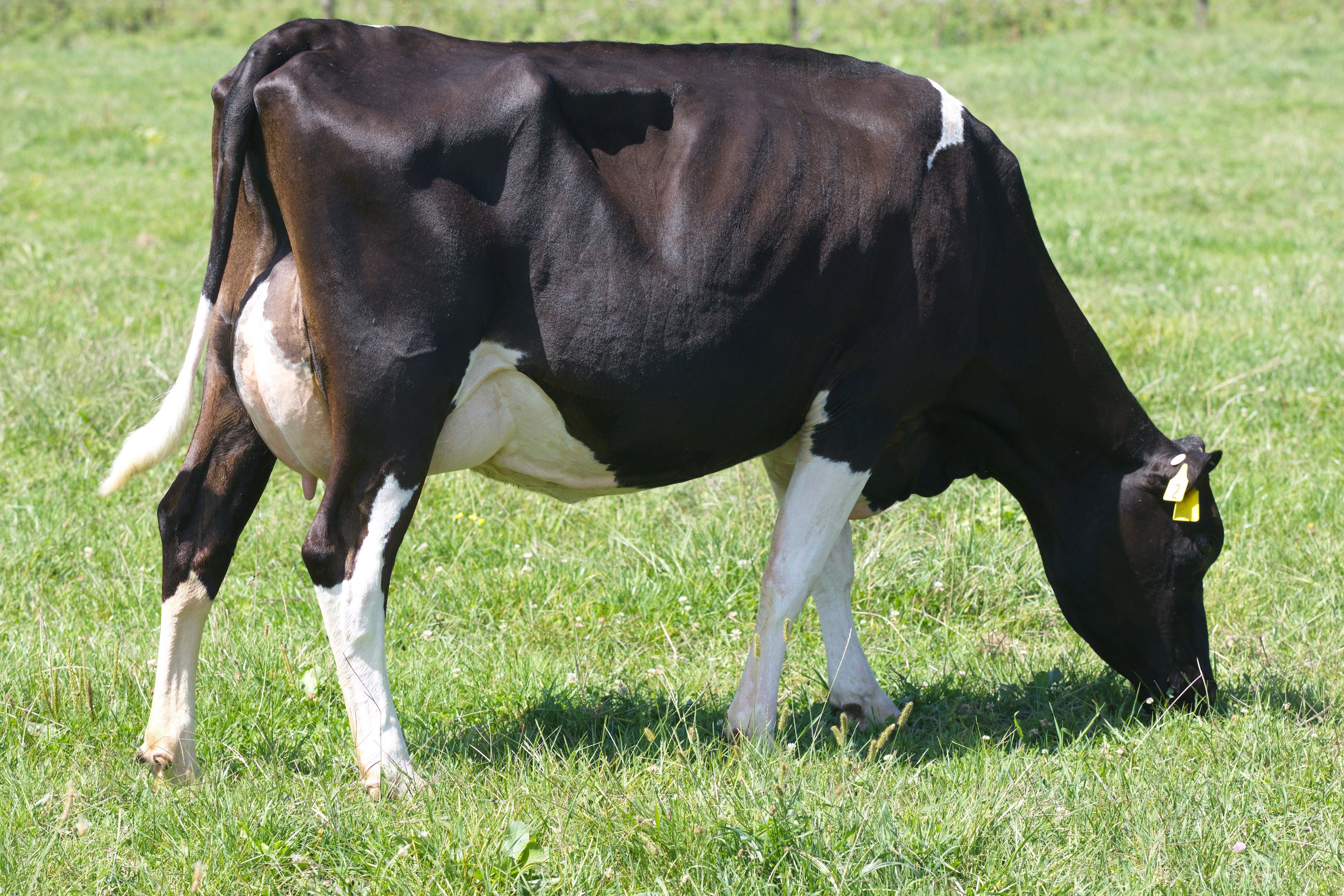 Dam of 118031 Dicksons HD Myth