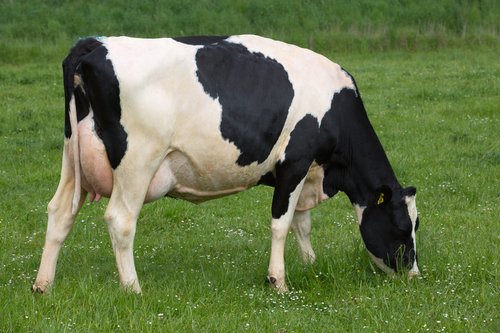 Dam of 118076 Feature