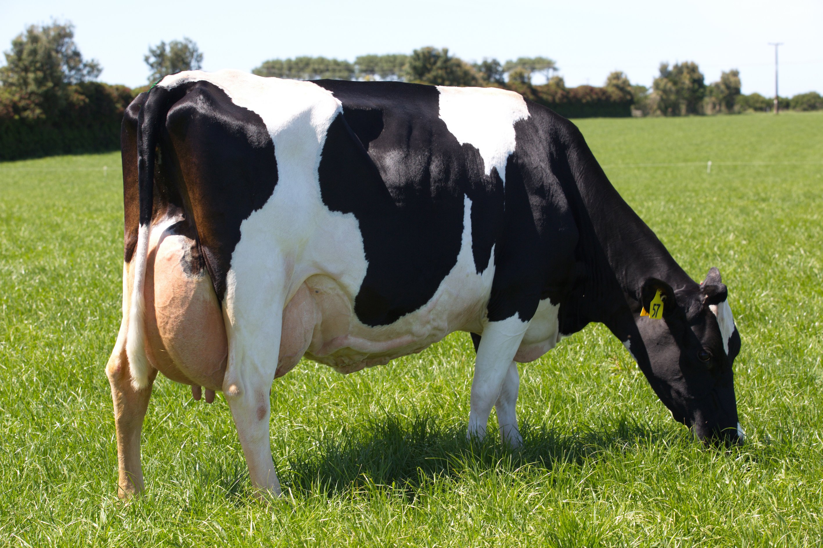 Dam of 119014 Buelin BM Equator