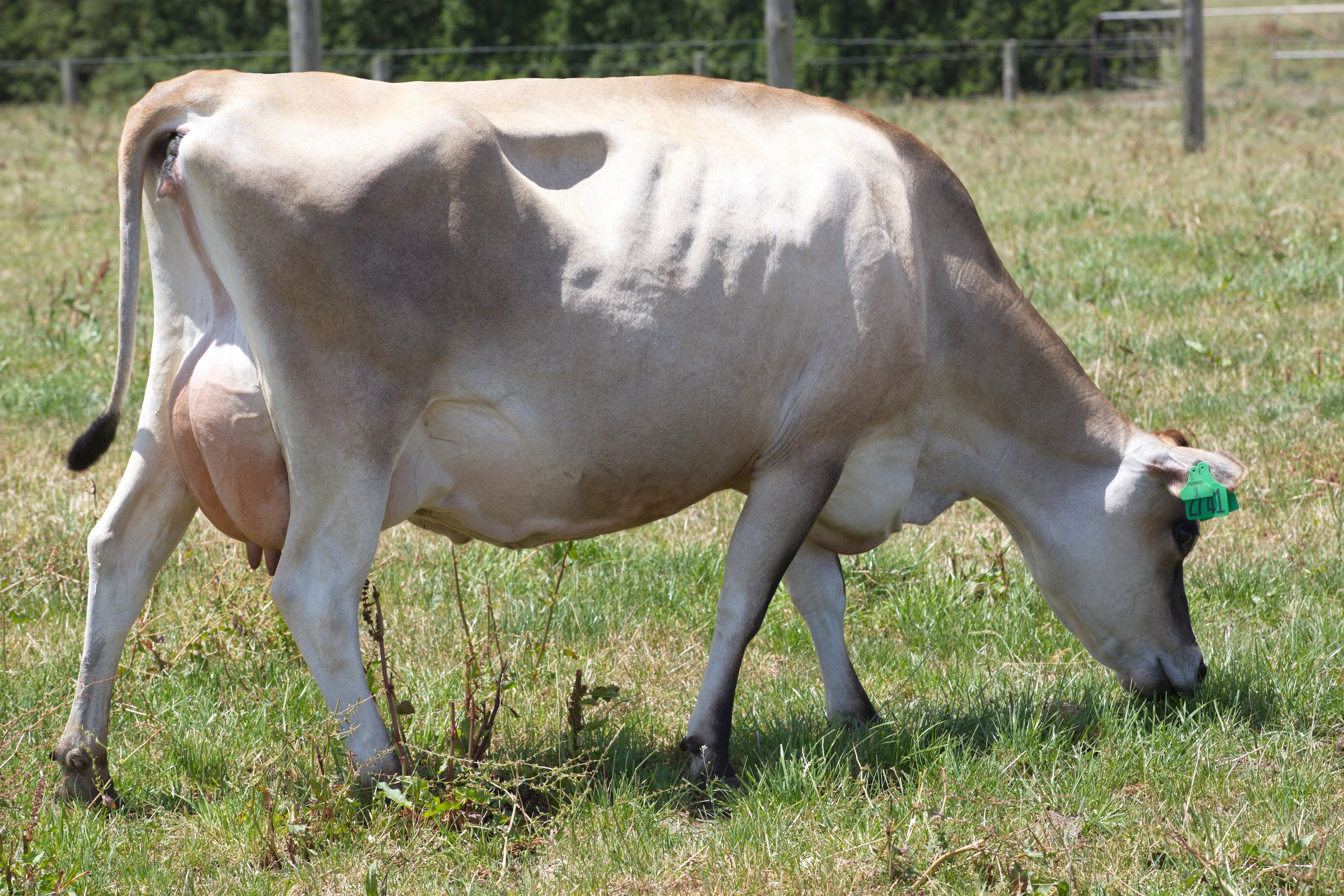 Dam of Glanton Desi Banff
