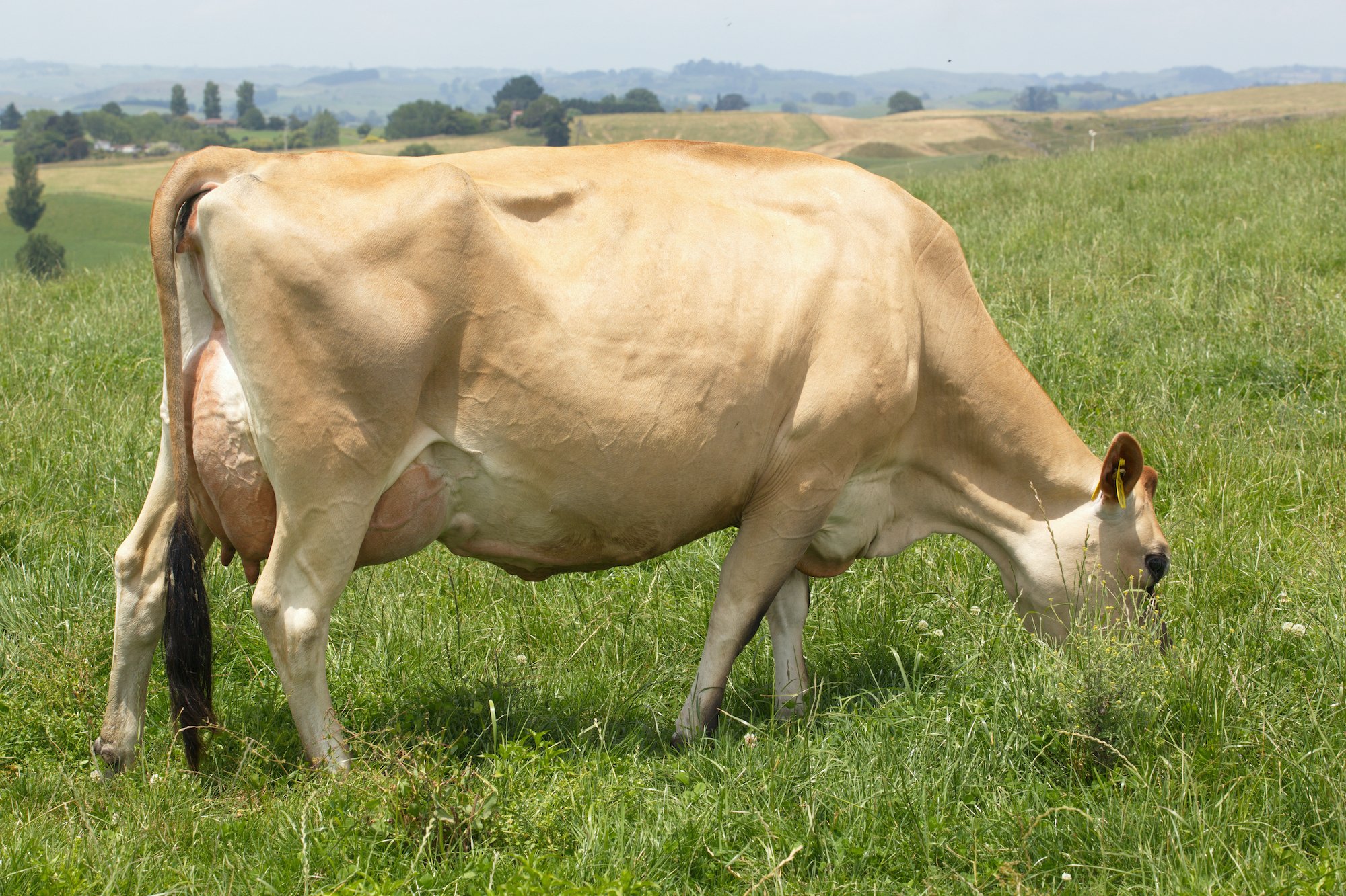 Dam of 320020 Thornwood Banff Titus