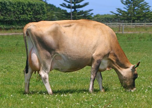 Dam of 322036 Glanton KFP Bremen-ET