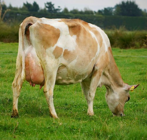 Dam of 322205 Lynbrook Trigg Bravado