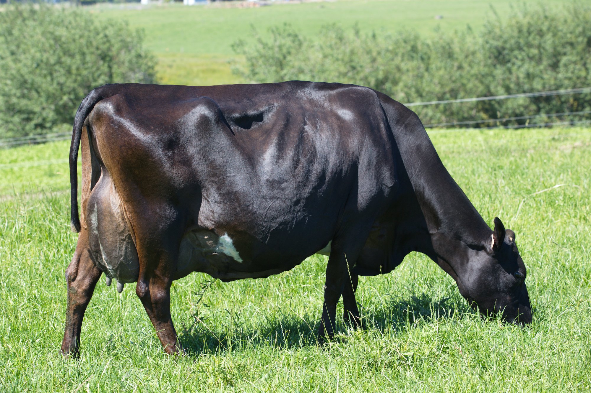 Dam of 518038  Werders Premonition