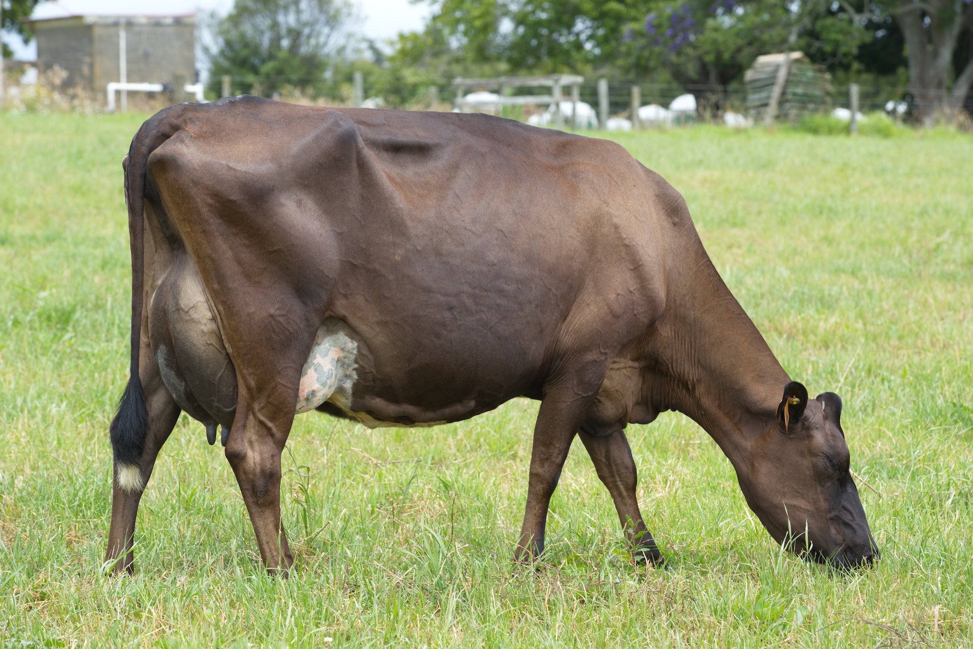 Dam of 520033 Dowson Honenui -ET
