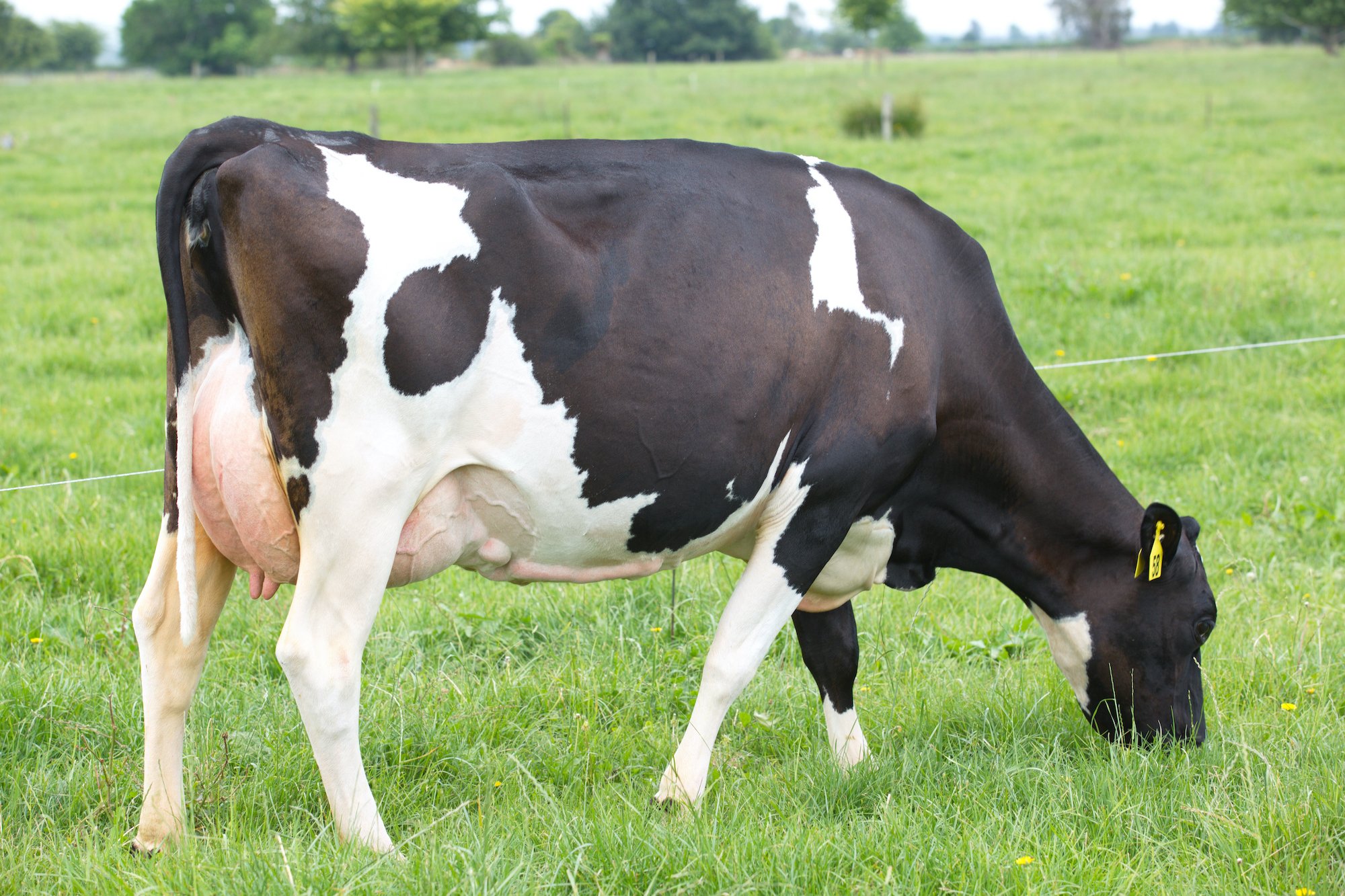 Dam of 520057 Bells Pierce