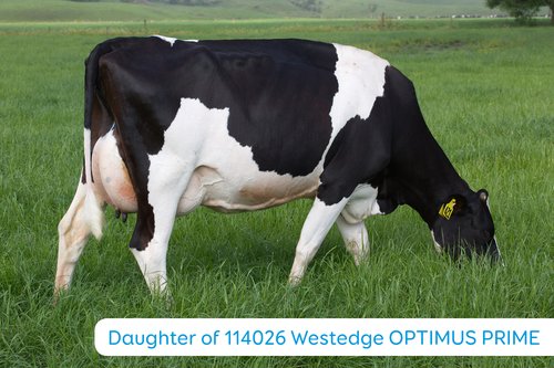 Daughter of 114026 Westedge OPTIMUS PRIME