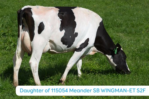 Daughter of 115054 Meander SB WINGMAN-ET S2F