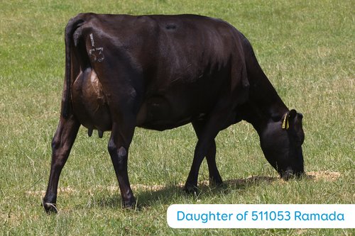 Daughter of Ramada 1