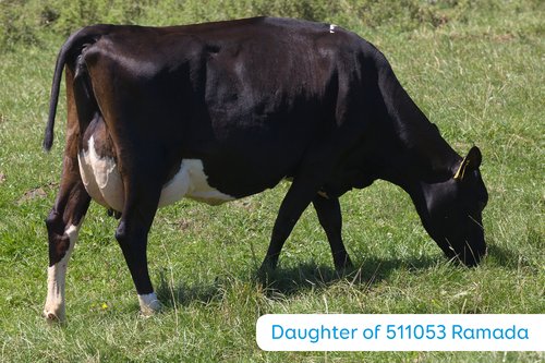 Daughter of Ramada 2