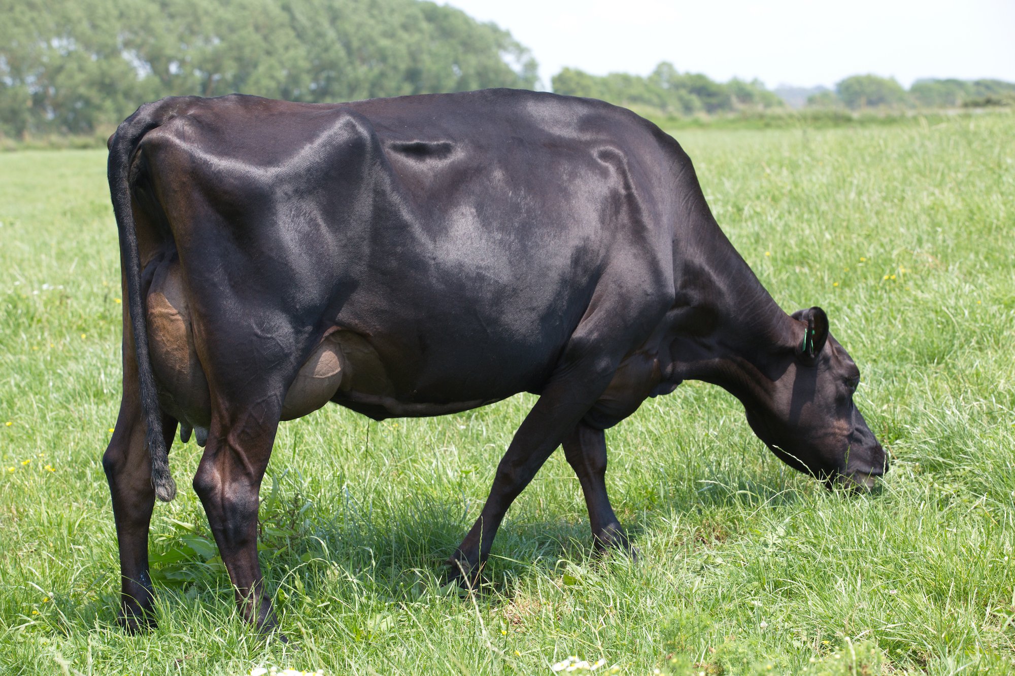 Daughter of 515025 Speakes Slipstream