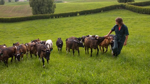 Farmer with calves