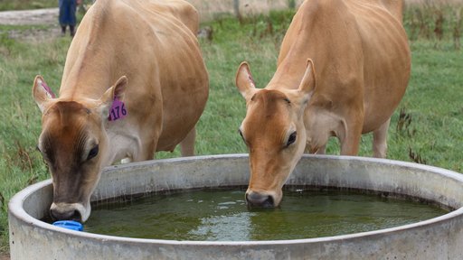 Jerseys drinking from trough